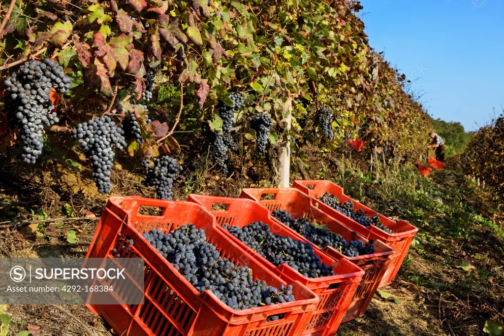 Italy, Piedmont, Langhe, Grape Harvest