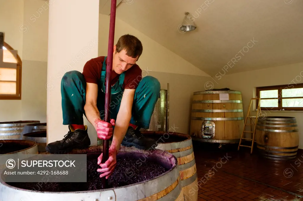 wine processing