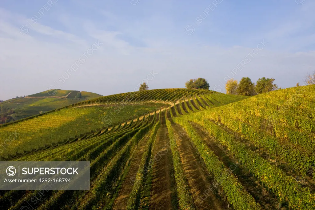 Italy, Piedmont, Langhe Vineyards