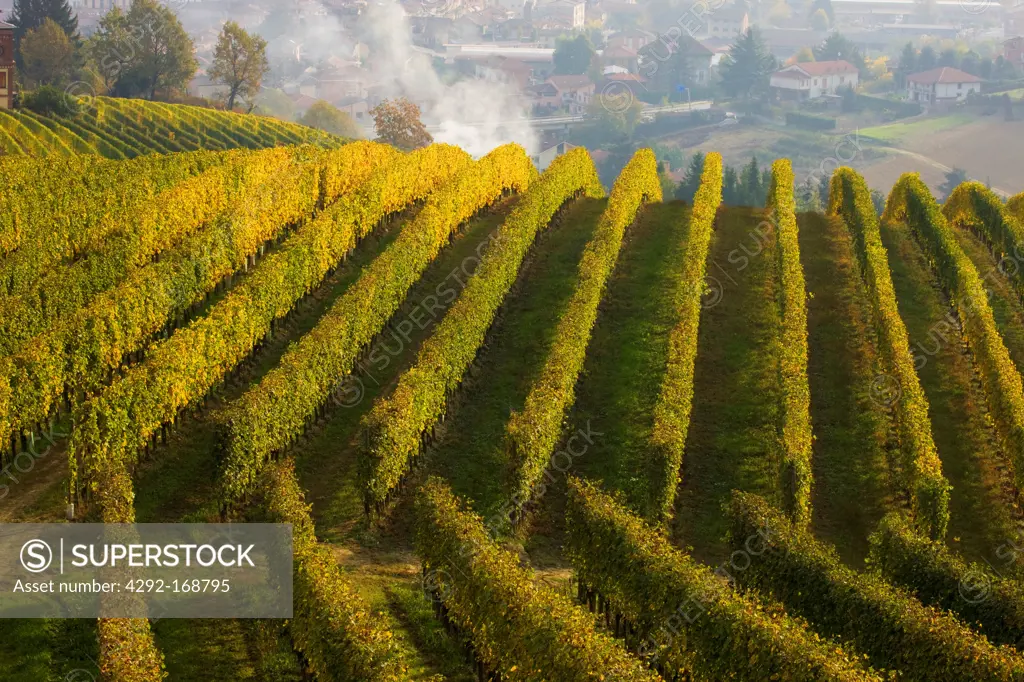 Italy, Piedmont, Langhe Vineyards