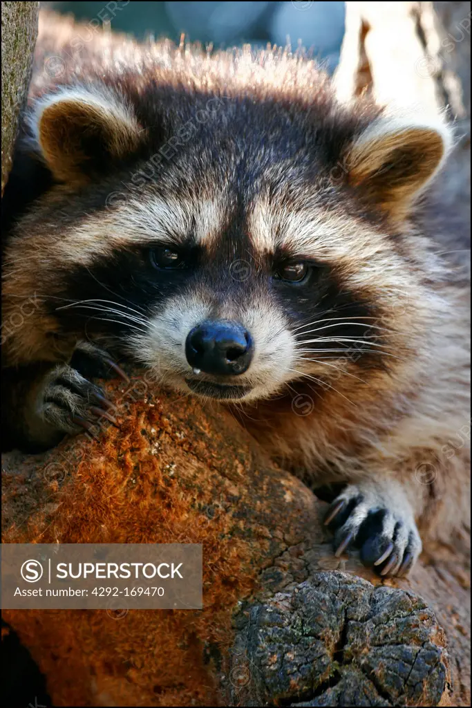 Raccoon,(Procyon lotor)