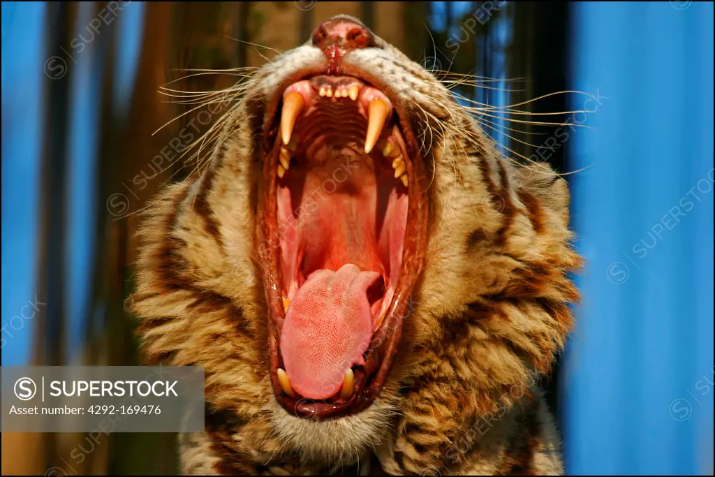 Tiger, (Panthera tigris)
