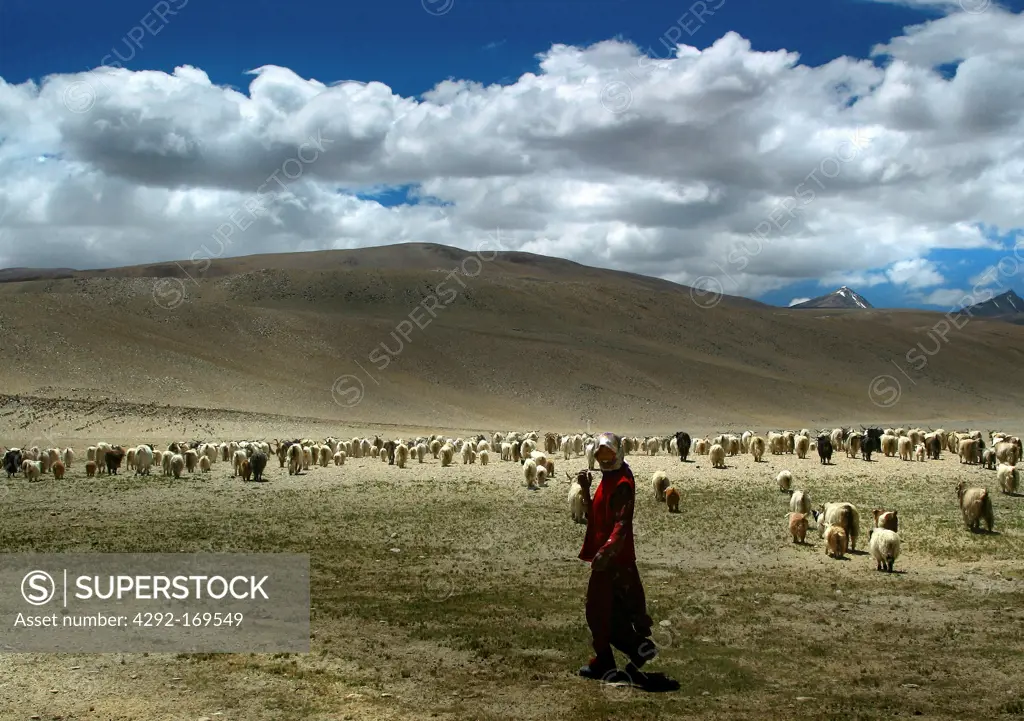 India, Ladakh, shepherd with floc of sheep