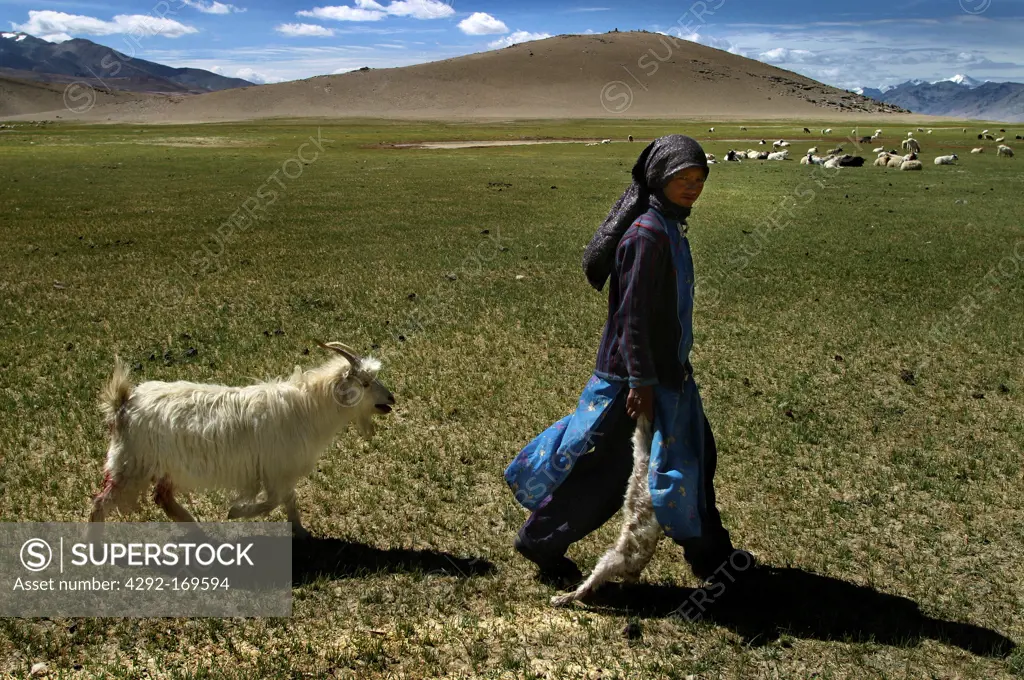 India, Ladakh, shepherd with floc of sheep