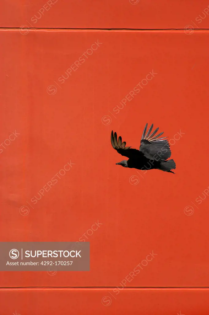 Central America, Panama, Panama city, condor flying over the city