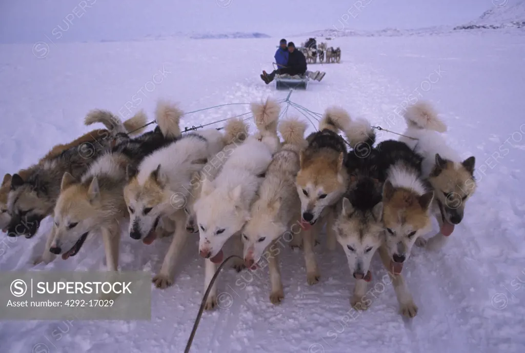 Denmark Greenland in Winter. Dogsledge Travel