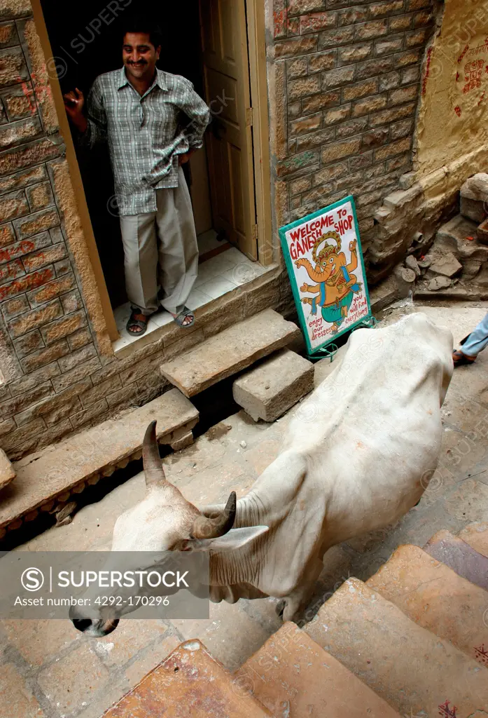 Asia, India, Rajasthan, Jasalhmer, cow in the street