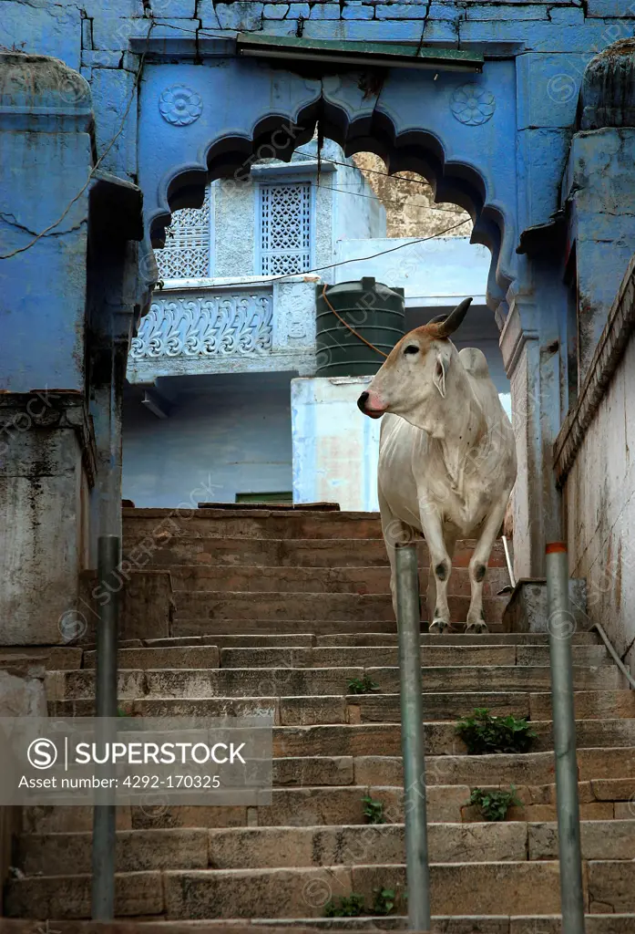 Asia, India, Rajasthan, Pushkar, cow in the street