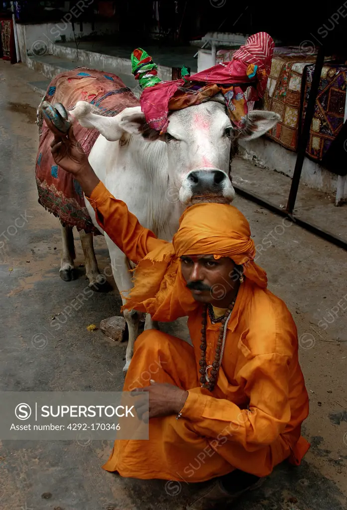 Asia, India, cow in the street