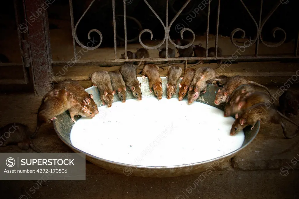 India, Rajasthan, Deshnok, Karni Mata Temple, rats drinking milk