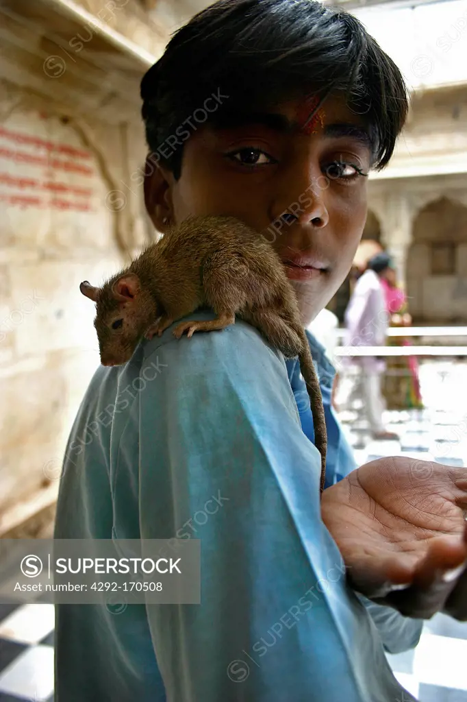 India, Rajasthan, Deshnok, Karni Mata Temple, man with rats