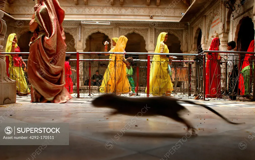 India, Rajasthan, Deshnok, Karni Mata Temple, rats and people inside the Temple