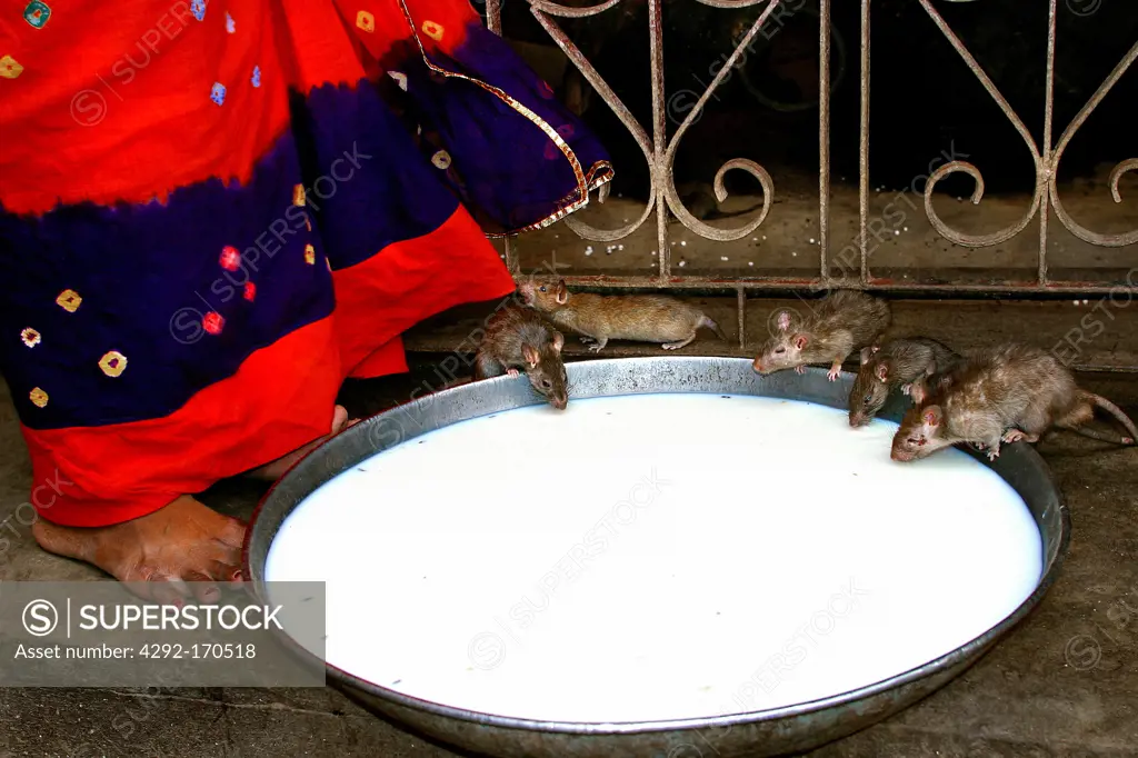 India, Rajasthan, Deshnok, Karni Mata Temple, woman feeding rats with milk