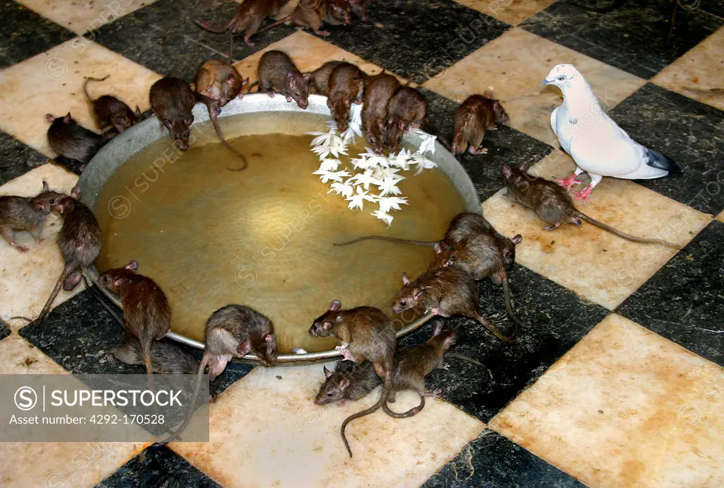 India, Rajasthan, Deshnok, Karni Mata Temple, rats drinking