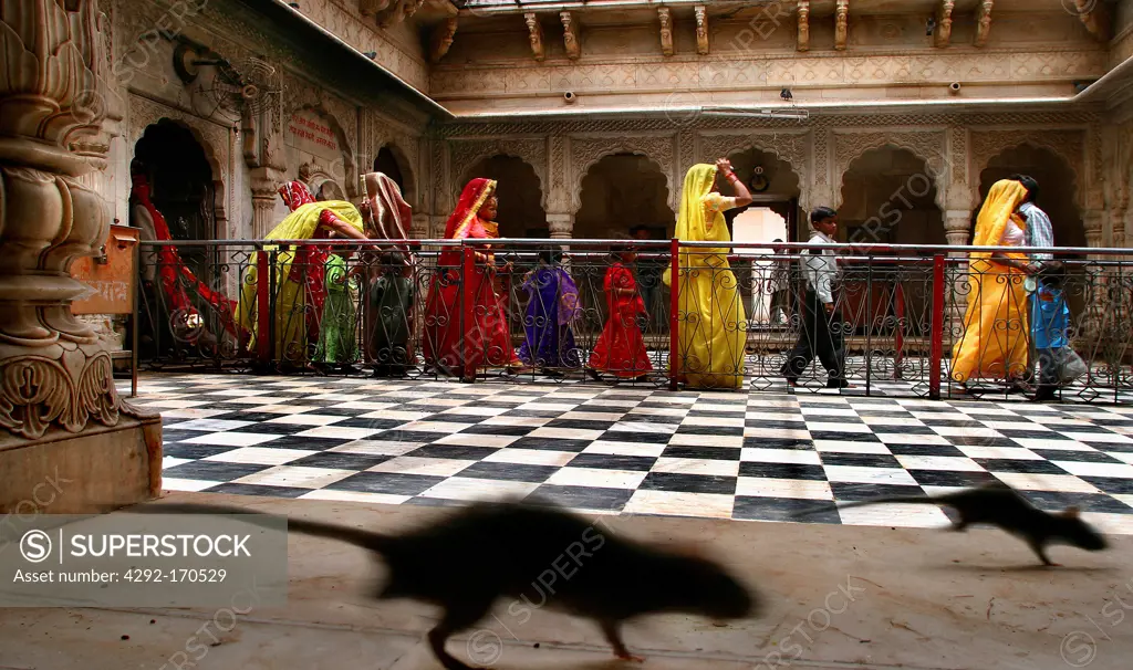 India, Rajasthan, Deshnok, Karni Mata Temple, rats and people inside the Temple