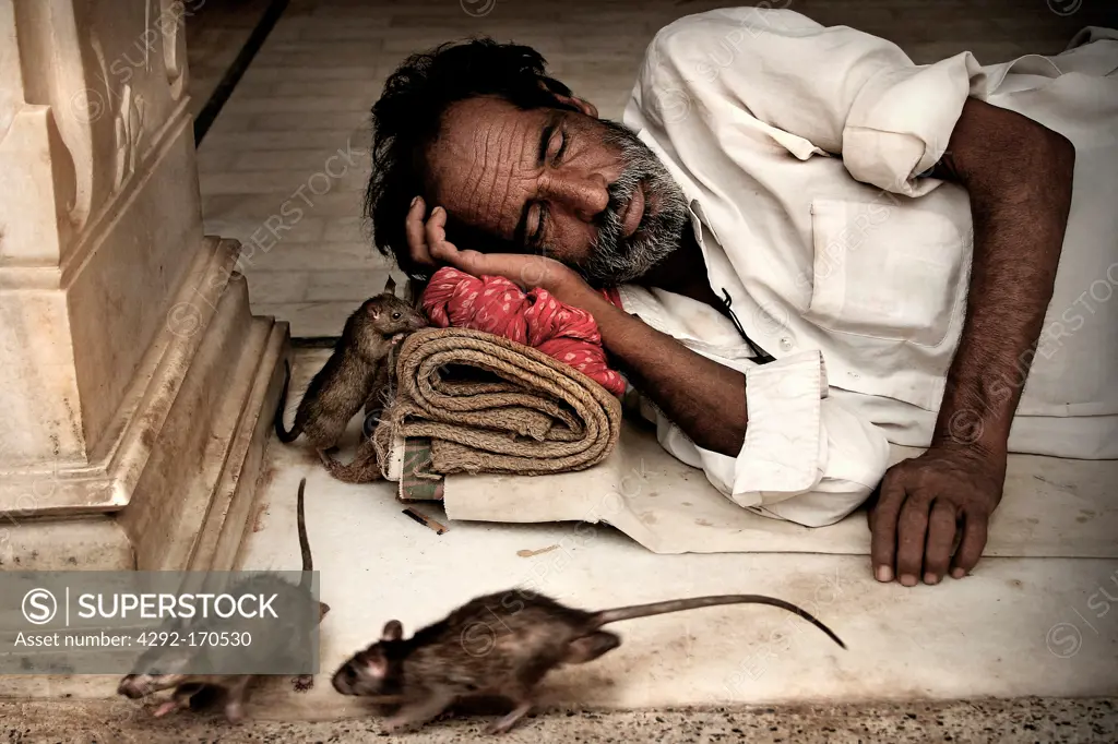 India, Rajasthan, Deshnok, Karni Mata Temple, man sleeping with rats