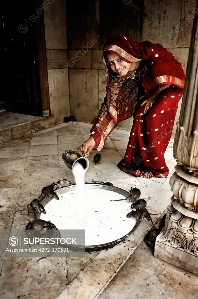 India, Rajasthan, Deshnok, Karni Mata Temple, woman feeding rats with milk