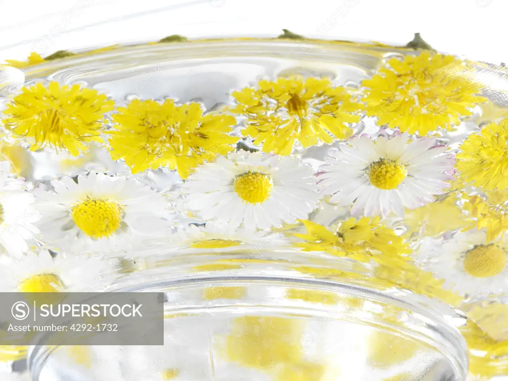 Yellow daisies floating in bowl of water