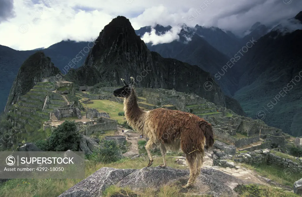 Peru, Machu Picchu and llama