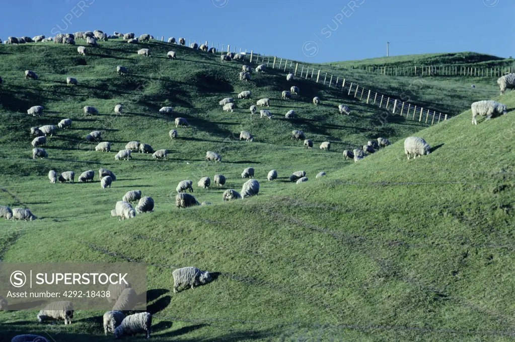 White sheep in field