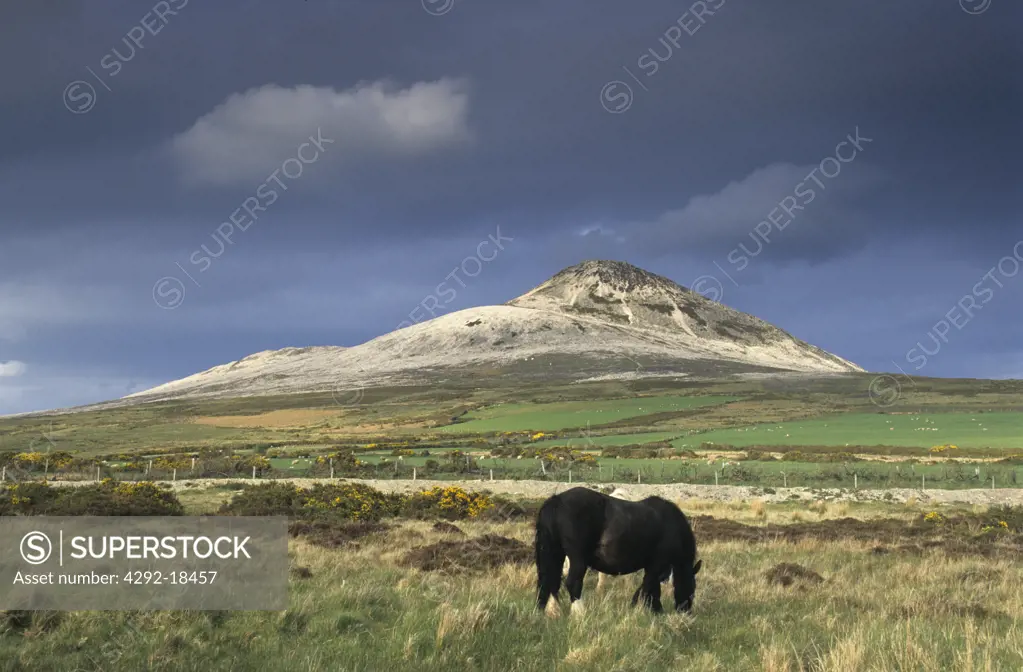 Europe, Ireland, horse of Kildare