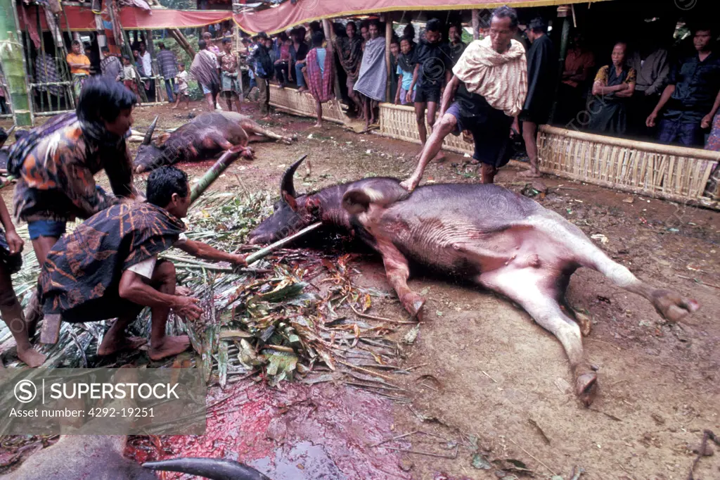 Indonesia, Sulawesi, Toraja village, buffalo sacrifice at traditional Toraja funeral