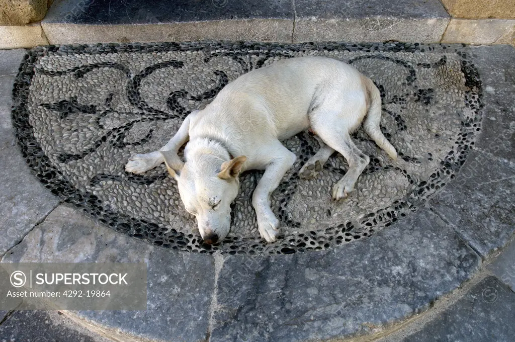 Greece, Rhodes Island, old Rhodes City, dog sleeping on entrance