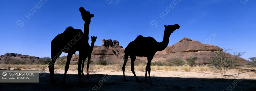 Africa, Chad, Ennedi massif, camels
