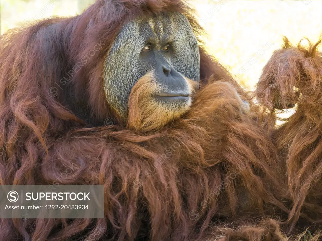 sumatran orangutan, pongo abelii,