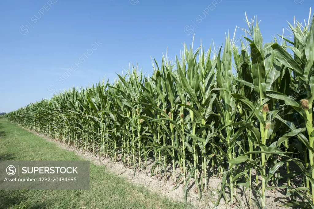 corn field, flowering