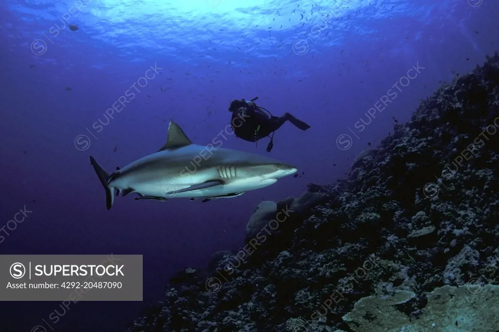 scuba diver and grey reef shark, carcharhinus amblyrhynchos, witu island, west new britain, papua new guinea, pacific ocean