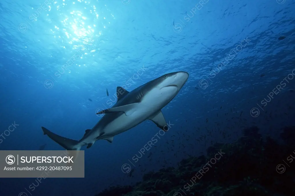 grey reef shark, carcharhinus amblyrhynchos, witu island, west new britain, papua new guinea, pacific ocean