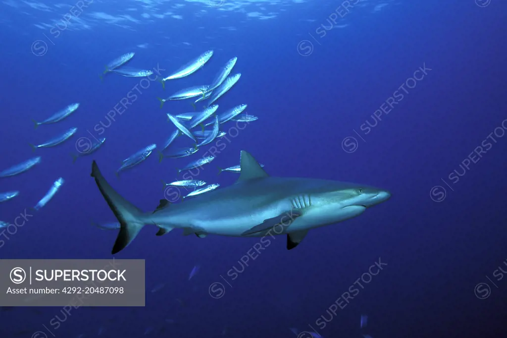 grey reef shark, carcharhinus amblyrhynchos, witu island, west new britain, papua new guinea, pacific ocean