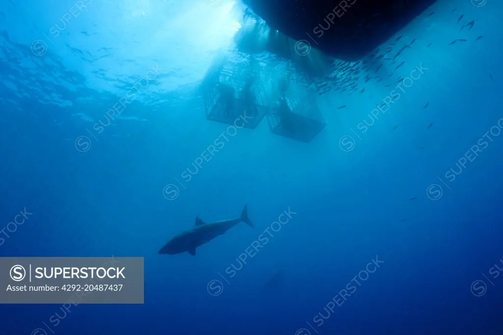 great white shark, carcharodon carcharias, vulnerable, iucn, , swimming under the boat, guadalupe island, mexico, pacific ocean