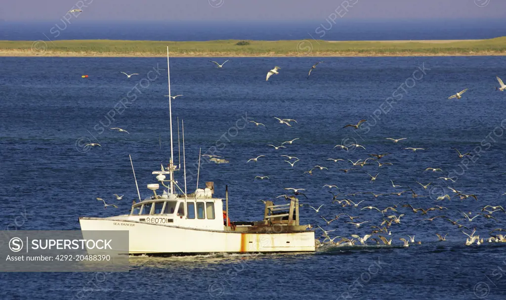america, usa, massachusetts state, cape cod area, a fishing boat coming back in chatham