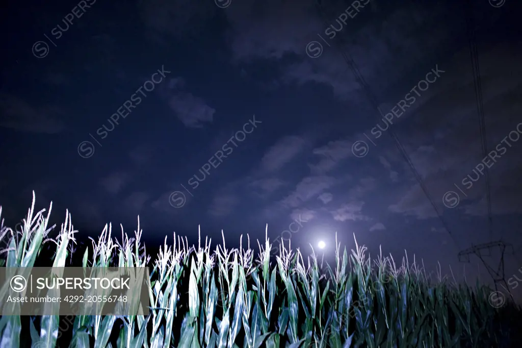 Italy, Cuggiono, cultivated field at the night