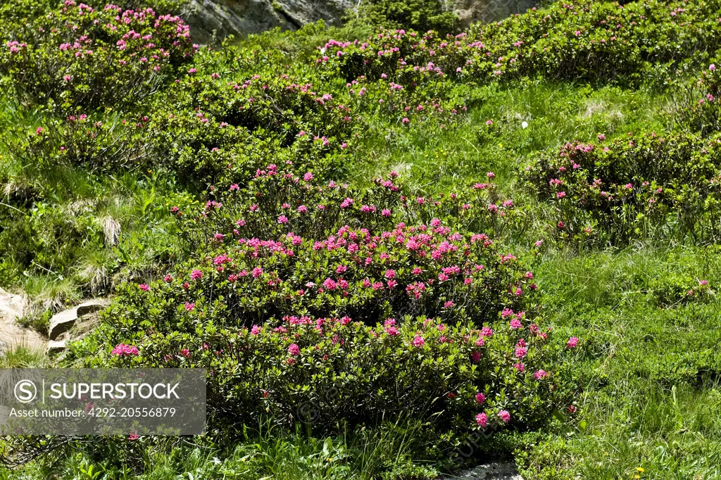 Switzerland, Canton Ticino, Robiei, rhododendron