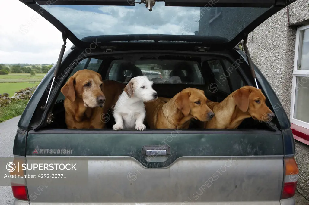 Dogs on car