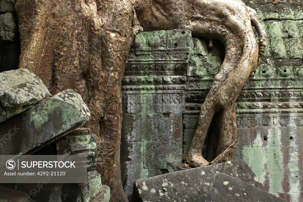 Cambodia, Siem Reap, Angkor, Ta Prohm Buddhist temple