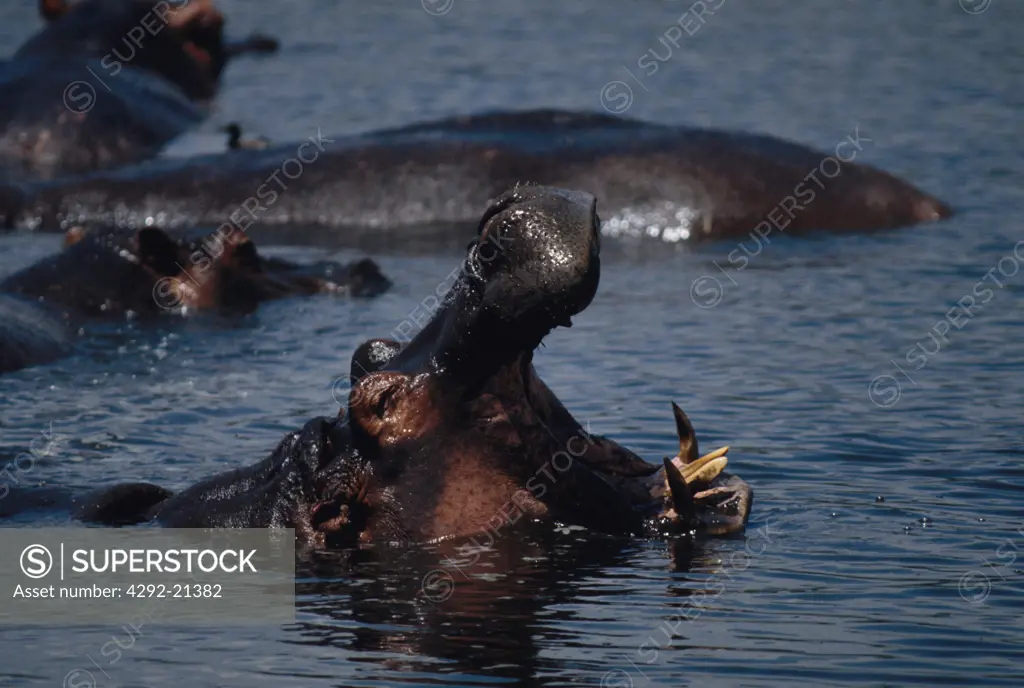 Africa, Tanzania. Hippo in water