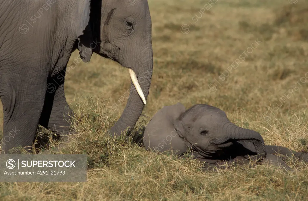Africa, Kenya, Female elephant with calf(Loxodonta africana)
