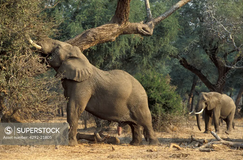 Zimbabwe Mana Pools national park, elephant(Loxodonta africana) feeding