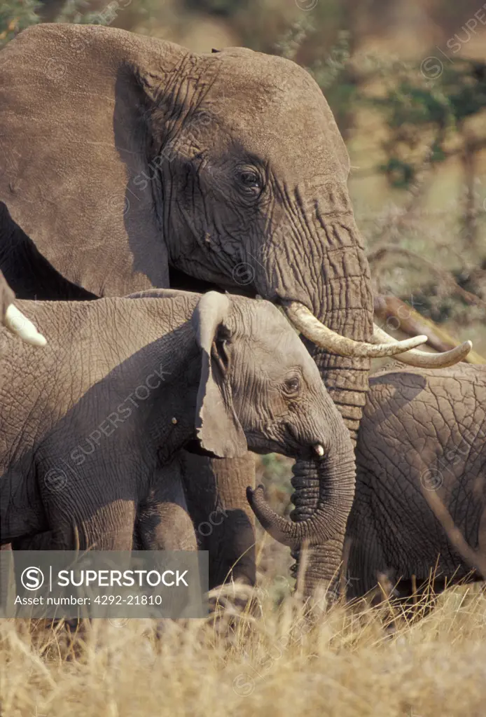 Africa, Tanzania, Serengeti, female elephant feeding calf (Loxodonta africana)