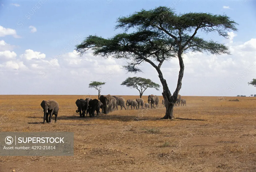 Africa, Tanzania, Serengeti national park, herd of elephants(Loxodonta africana)
