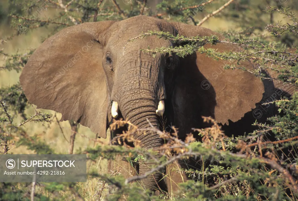 Africa, Tanzania, Elephant close up(Loxodonta africana)