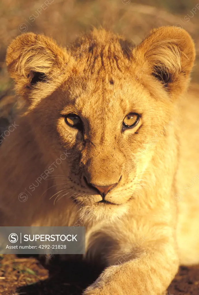 Africa, Lion cub