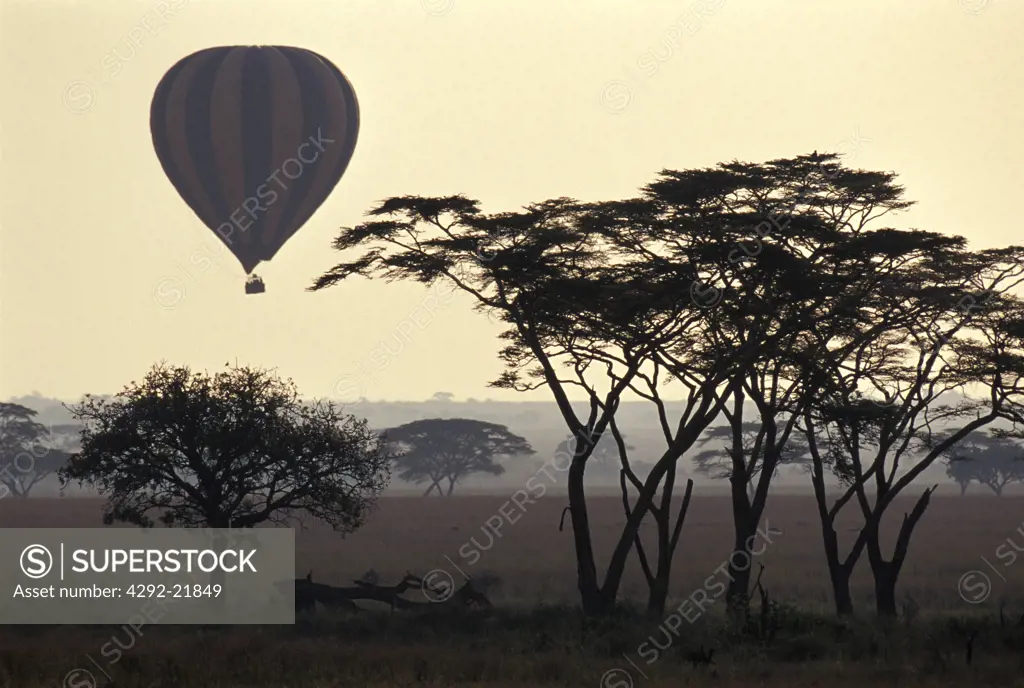 Africa, Tanzania. Seregenti national Park
