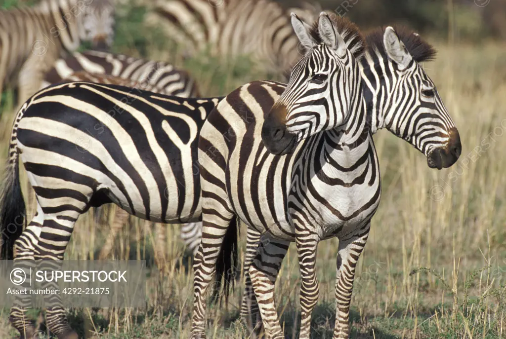 Africa, Tanzania. Zebra