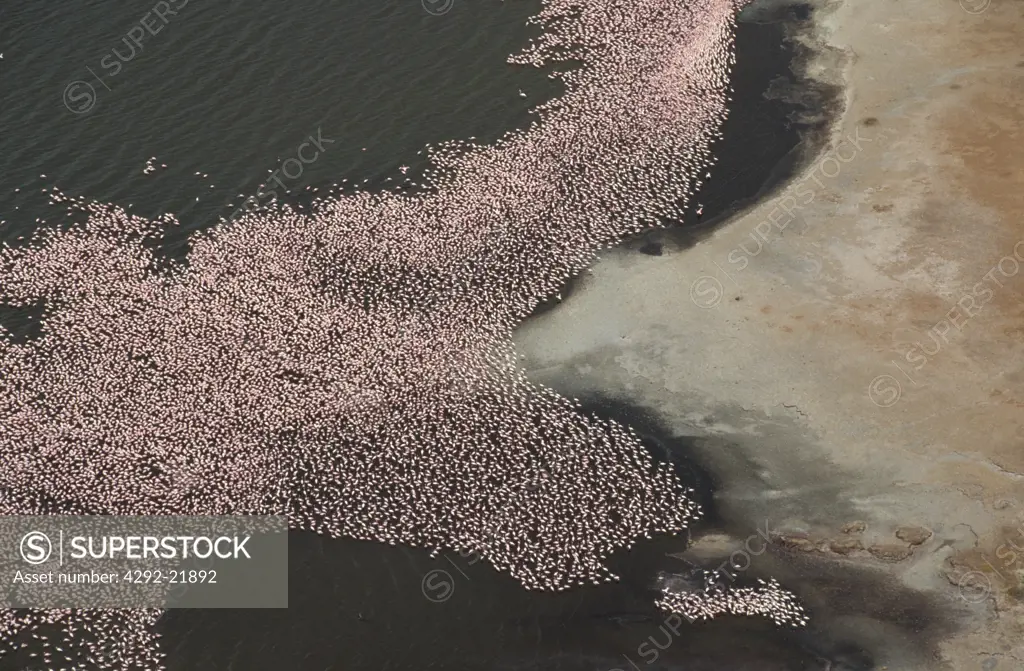 Africa, Kenya. Lake Bogoria Greater Flamingo(Phoenicopterus ruber) aerial view