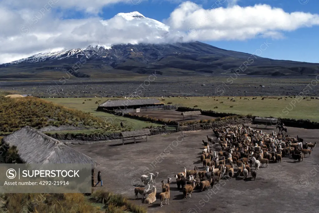 Equador, alpaca breeding farm